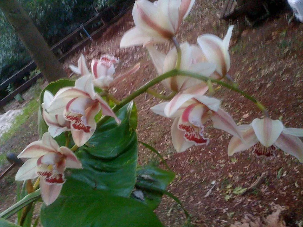 Curtis Cottage Mount Tamborine Australia