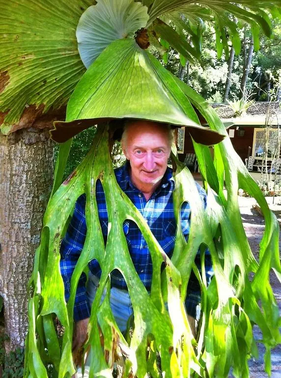 Curtis Cottage Mount Tamborine Tatil Evi